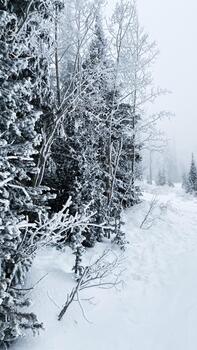 Snowy Utah forest scene with frost covered trees creating a quiet winter landscape photo