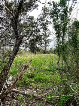tranquilo pantano escena en vacherie con árboles, pastos, y un caído Iniciar sesión en naturaleza foto