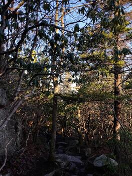 Tranquil forest trail in North Carolina with rocky path and dappled sunlight photo
