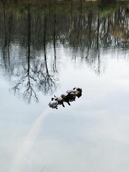 tortugas descansando en un Iniciar sesión en tranquilo estanque con árbol reflexiones en del Sur Illinois Estados Unidos foto