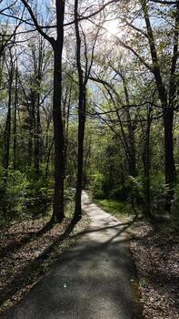 Sunny forest path through trees in Southern Illinois inviting calm and nature exploration photo