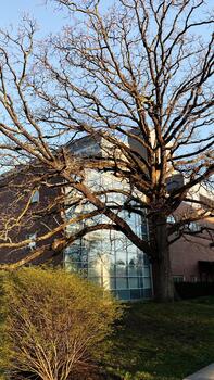 Large leafless tree in front of modern glass building in Southern Illinois USA photo