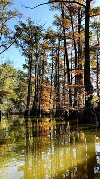tranquilo otoño bosque en del Sur Illinois pantano con reflejando agua y alto ciprés arboles foto