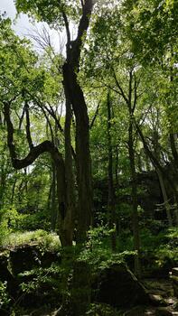 Tranquil forest scene in Southern Illinois with tall trees and dappled sunlight canopy photo