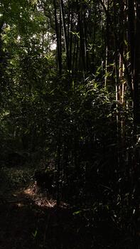 Tranquil bamboo forest path in Southern Illinois shaded by tall stalks and dappled light photo