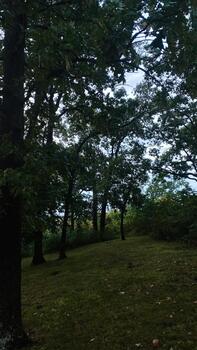Serene forested hillside in a Southern Illinois park with tall trees and lush green grass canopy photo