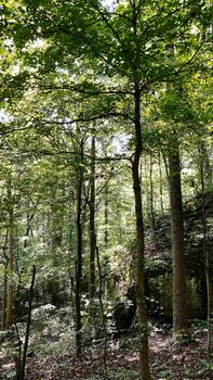 Tranquil forest canopy in Southern Illinois with sunlight through green leaves and tall trees photo