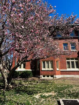 Blooming pink magnolia tree in front of brick building in Indiana USA on a sunny spring day photo