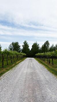 Sunlit gravel road through rows of grapevines in Indiana countryside photo