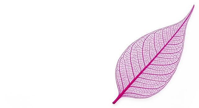 Delicate Leaf Vein Structure Fuchsia Isolated Pattern Graphic Element photo