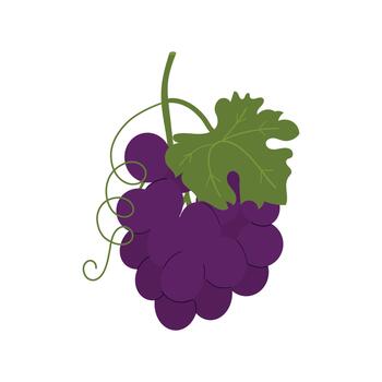 Illustration of a purple grape cluster with leaf. Perfect for food, wine packaging, menu design, and botanical-themed projects. vector