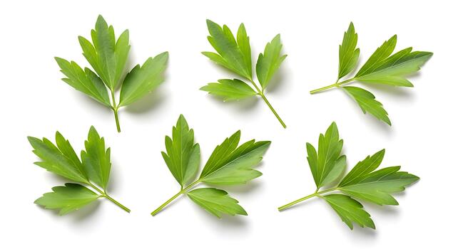 Green Lovage Leaves Pattern on White Background photo