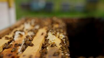 Active working busy bees on tops of honey frames. Insects waving tiny wings inside the bee hive. Close up. Blurred backdrop. video