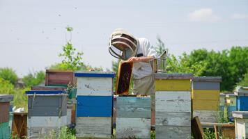 lugna arbetsam biodlare arbetssätt i hans bi odla. apiarist sammankomst användbar propolis från ramar använder sig av metall verktyg. arg irriterad bin flygande runt om. video