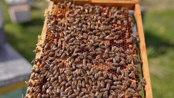 Brown honey frame covered with bees from both sides. Apiarist turns the frame in hands. Close up. Blurred backdrop. video
