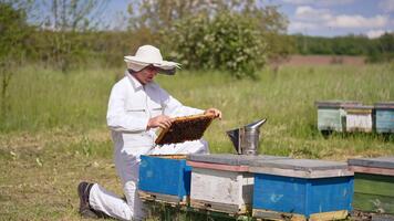 man i vit utrusta knäböjde i främre av ett av hans nässelfeber. apiarist drar en ram ut av hans bikupa för närmare se. suddig bakgrund. video
