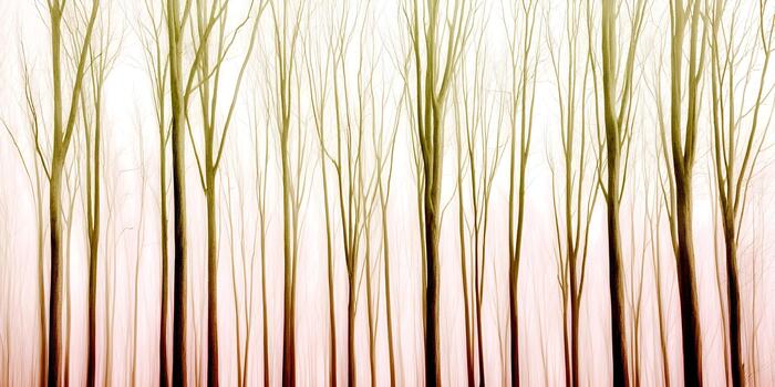 A dreamy forest scene features numerous bare tree trunks and branches with a soft focus and muted color palette against a light background photo