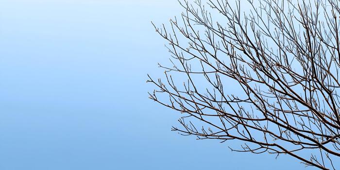 Bare tree branches with tiny buds reach towards a clear light blue sky in early spring photo