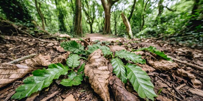A close up view of green and brown leaves on the forest floor with a blurred path leading through trees in the background photo