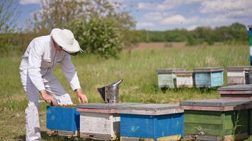 apiculturist använder sig av metall verktyg för lättare extraktion av ram ut av bikupa. man drar de bikakor täckt med bi svärm. insekter flygande runt om biodlare. video