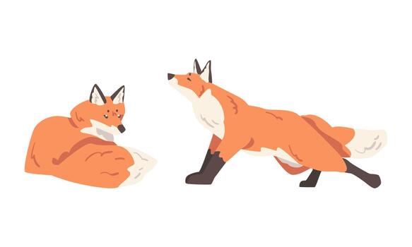 Orange Fox as Omnivorous Mammal with Pointed Snout and Long Bushy Tail Sitting and Stretching Set vector