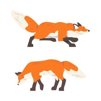 Orange Fox as Omnivorous Mammal with Pointed Snout and Long Bushy Tail Sneaking and Standing Set vector