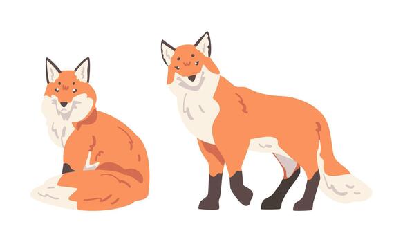 Orange Fox as Omnivorous Mammal with Pointed Snout and Long Bushy Tail Sitting and Standing Set vector