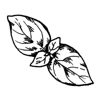 Black and white illustration of a basil sprig with several leaves drawn in fine line art. Botanical details make it suitable for herb sets, cooking graphics, ingredient groups and recipe use. vector