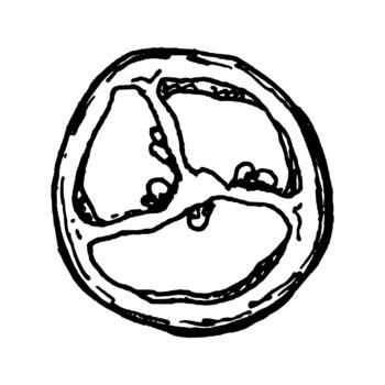 Black and white illustration of a sliced chili pepper with three sections. Clean line work highlights seeds and structure, making it suitable for spicy ingredient sets and recipe graphics. vector