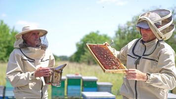 en par av professionell jordbrukare arbetssätt på deras bigård. specialist kontroll ramar med bin använder sig av verktyg. natur bakgrund. video