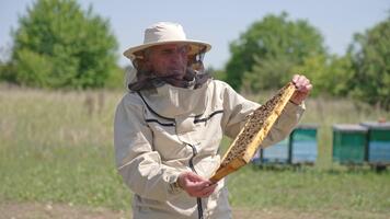 gammal man har en ram täckt med bin i hans händer. vuxen apiarist ser spänt på honung ram. cirkel rörelse. video