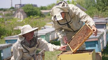 biarister kontroll upp honung ram överdragen med bin. man innehav en ram användningar kniv och annan ett användningar rökare. video
