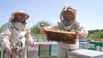 Experienced apiarists discussing a honey frame covered with bees. Men using special apiary tools in their work. Sunny day background. video