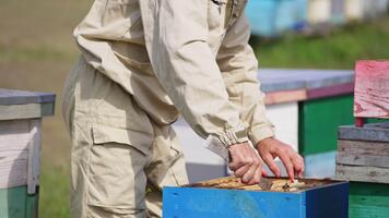 Hands of male beekeeper apply metal instrument to extract the frame from a hive. Man pulls a heavy full frame covered with bees from a hive. video