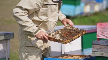 Dark wax frame full of sealed cells and coated with bees in the hands of beekeeper. Unknown man turns a frame in hands to see it better. video