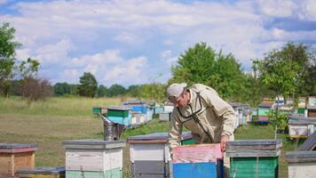 Apiculturist rises a hive with frames and opens another one. Beekeeper applied a smoker and metal tool in the hive. video