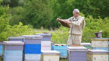 Beekeeper in protective clothes but in usual cap on his head working at apiary. Man examines heavy full frames coated with bees. Blurred backdrop. video