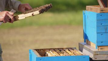 Apiarist's hands hold and turn the frame coated with worker bees. Man shakes of the insects from a frame. Blurred backdrop. video