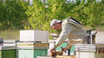 Calm apiarist looks at the frame coated with bees. Man turns the frame to the sun to check it better. Green trees at backdrop in blur. video