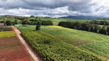 skön antenn se av berg och väg landskap efter regn. grön skog och moln skapa en lugna och lynnig atmosfär. video
