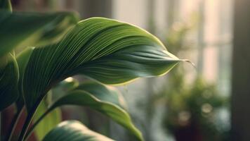 exuberante verde folhas do uma planta de casa estão iluminado de suave luz solar filtrando através uma janela video