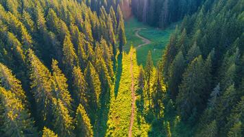 antenn se av en tät vintergröna skog med en lindning väg skärande genom de träd på en solig dag video