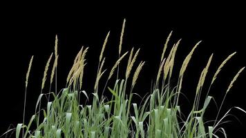 erba ondeggiare nel vento, animazione di alto erba delicatamente ondeggiante indietro e via, calma brezza movimento, nero sfondo video
