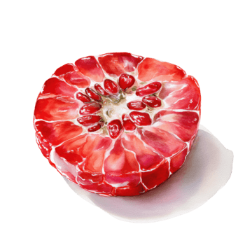vattenfärg vibrerande röd hallon tvärsnitt, visa upp invecklad inre strukturera och mycket liten frön, isolerat på transparent bakgrund png