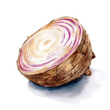 acuarela sección transversal de un taro raíz demostración sus único concéntrico púrpura y blanco patrones, aislado en transparente antecedentes png