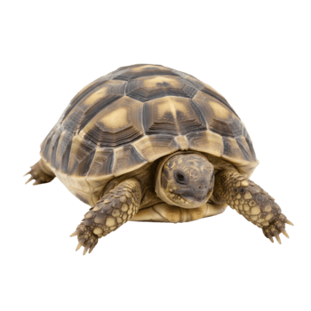 avvicinamento di un' tartaruga strisciando con conchiglia modelli png