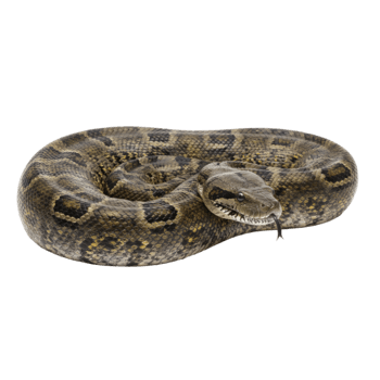 enrolado Castanho Pitão com distinto padronizar relaxante png