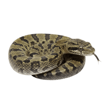 enrolado colorida areia Pitão com intrincado padrões png