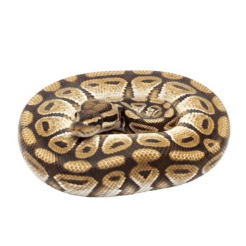 enrolado Pitão com distintivo padrões png