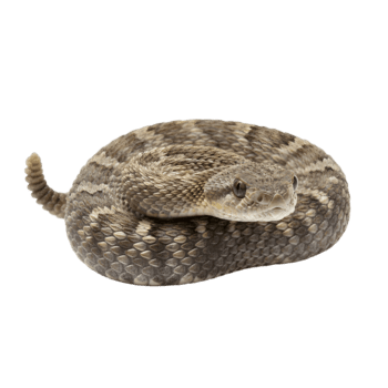 lindad skallerorm visning invecklad mönster och texturer png